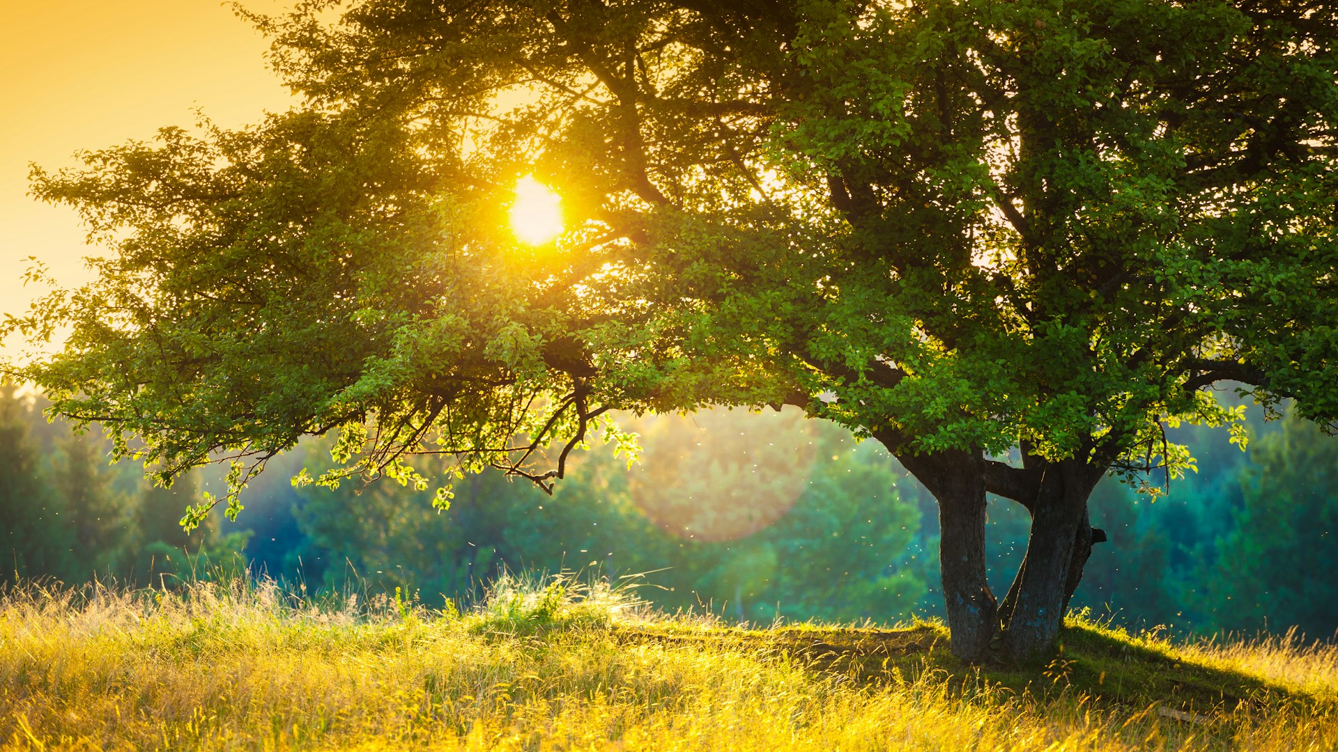 About Henley tree at sunset