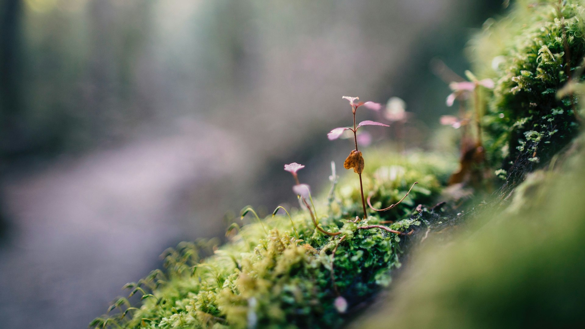 Phil botha G Hv66 Lu1 Ub I unsplash