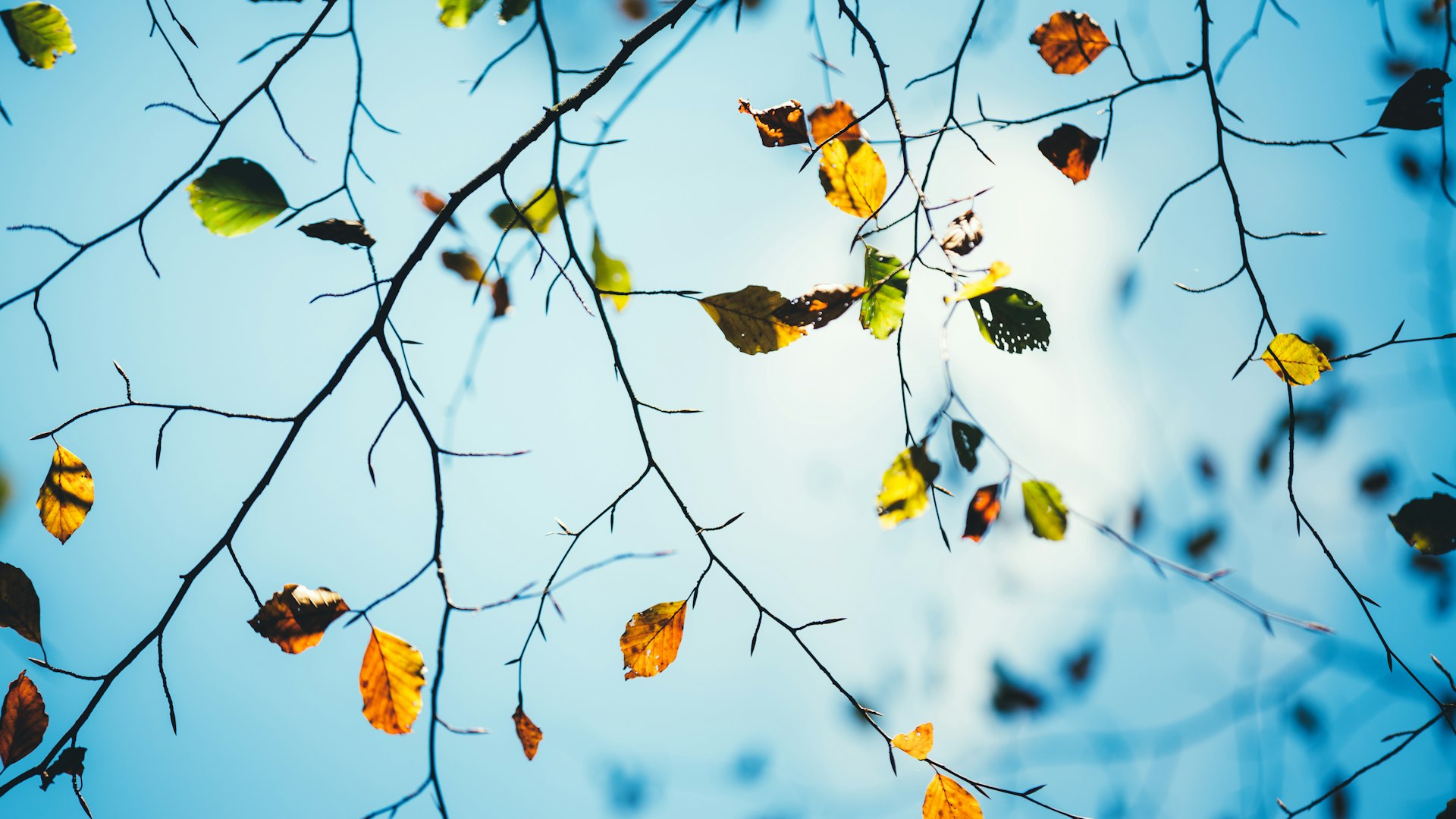 Study at Henley Autumn leaves