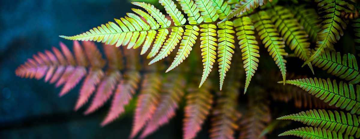 The Henley Partnership